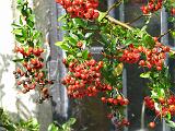 Pyracantha_1 