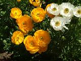 Ranunculus_1