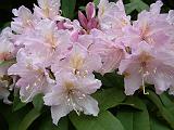 Rhodo_Mauve 