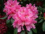 Rhodo_Mid_Pink 