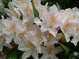 Rhodo_Pale_Pink 