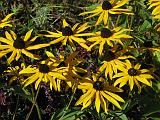 Rudbeckia_2 