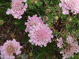 Scabiosa 