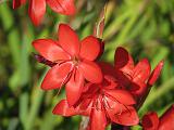 Schizostylis 