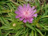 Stokesia 