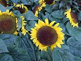 Sunflowers_2 