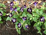 Torenia 