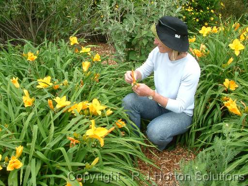 Daylilies 