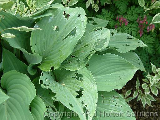 Snaildamagehosta 