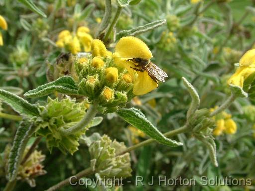 Phlomis 