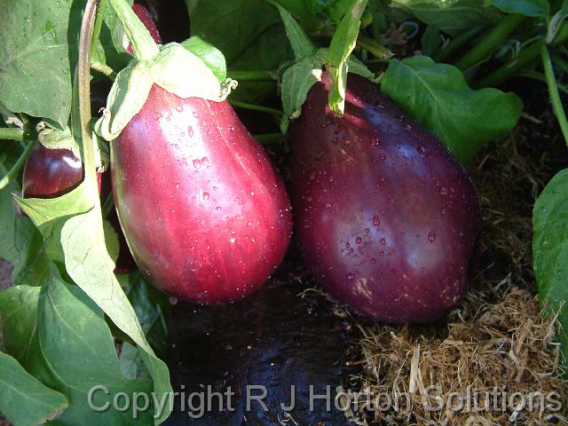 Eggplant_5