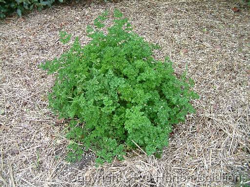 Parsley 