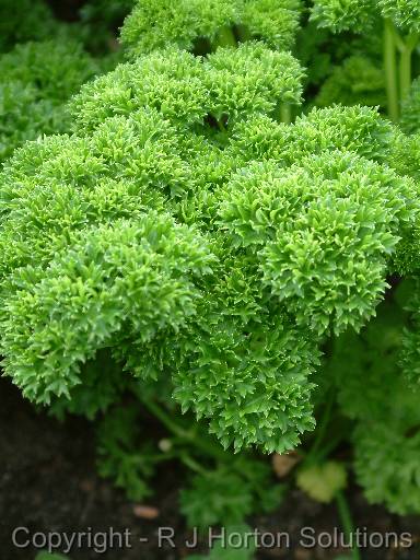 Parsley_3 