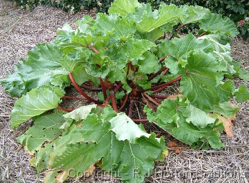 Rhubarb 