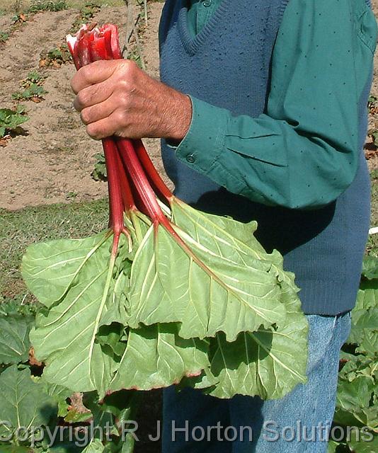 Rhubarb_2