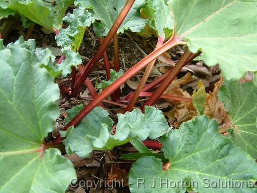 Rhubarb_3 