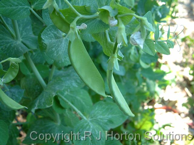 Snowpeas_4