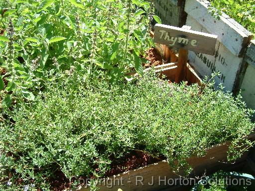 Thyme 