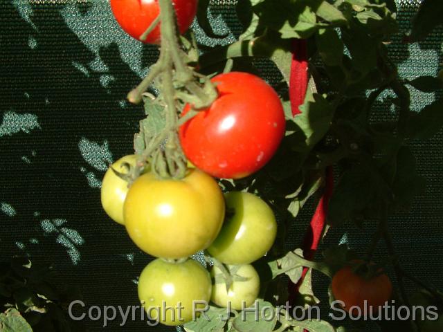 Tomatoes