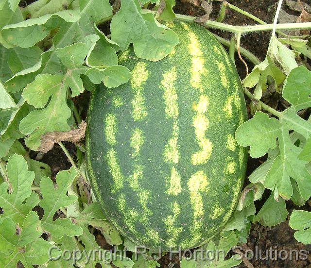 Watermelon