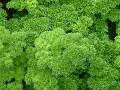 Parsley_2