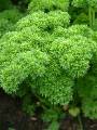 Parsley_3