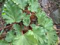 Rhubarb_1