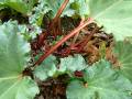 Rhubarb_3 