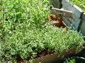 Thyme 